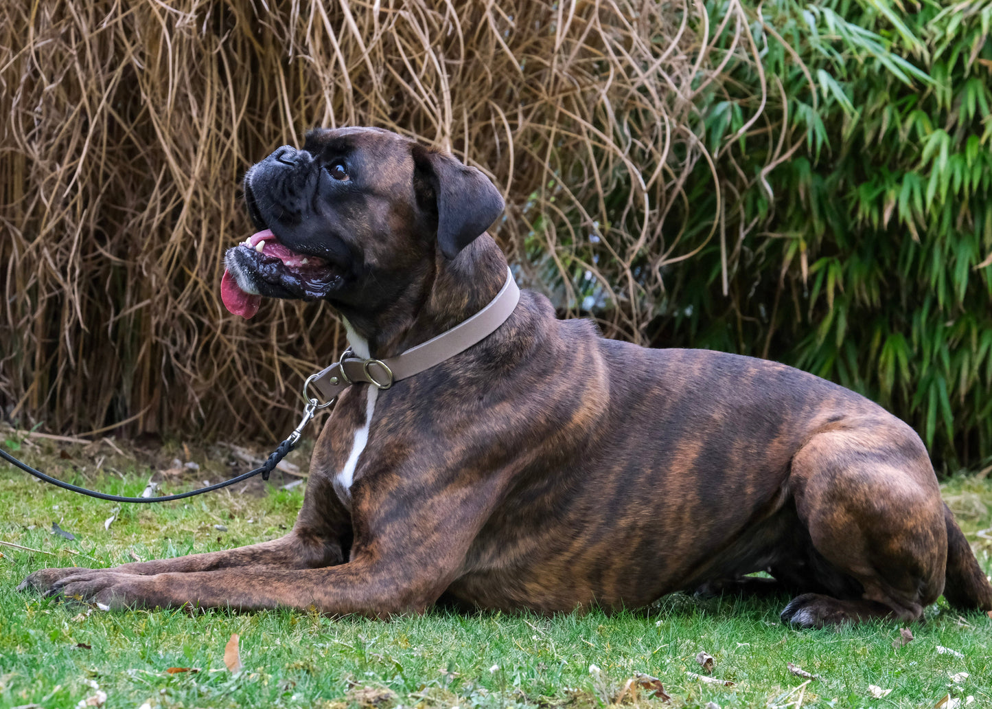 Hund trägt verstellbares Zugstop Halsband aus einfarbigem Leder – sicher und bequem