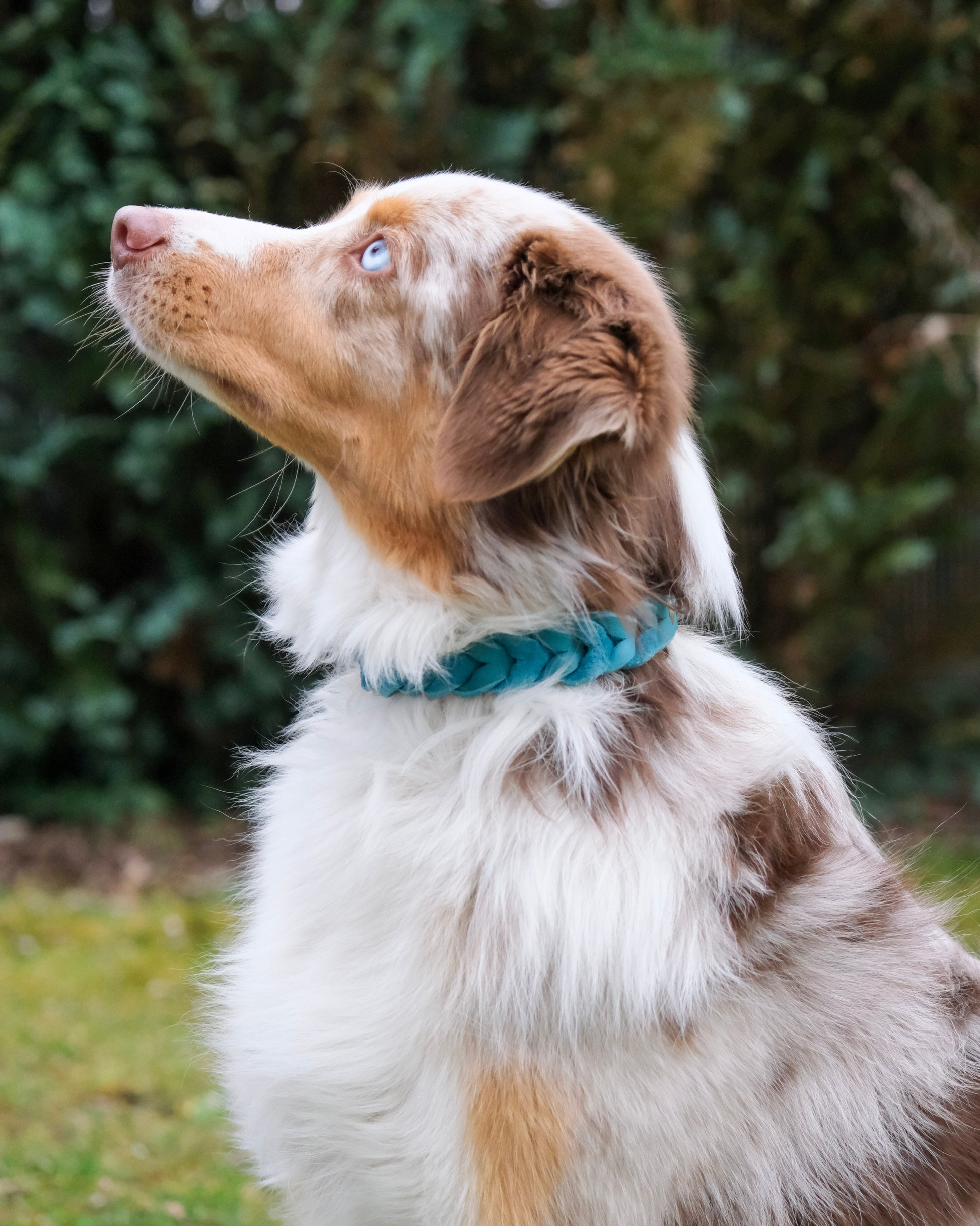 Hund mit geflochtenem Zugstop Halsband aus einfarbigem Leder – individuell gefertigtes Hundehalsband von THENSKI